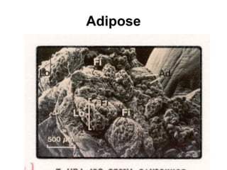 Adipose 