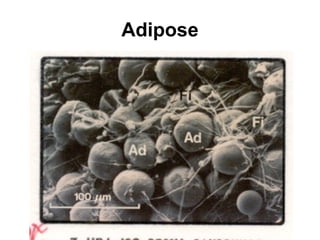 Adipose 