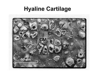 Hyaline Cartilage 