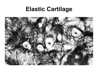 Elastic Cartilage 