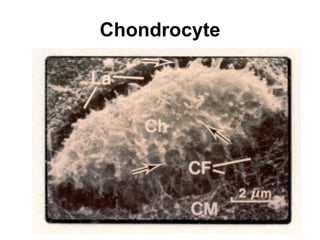 Chondrocyte 