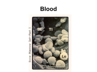 Blood 