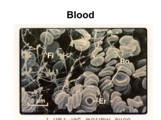 Blood 