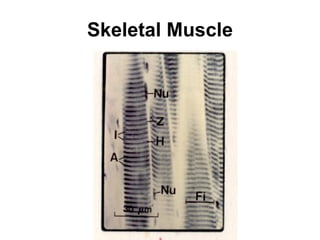 Skeletal Muscle 