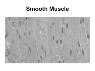 Smooth Muscle 