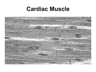 Cardiac Muscle 