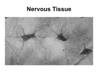 Nervous Tissue 