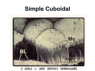 Simple Cuboidal 