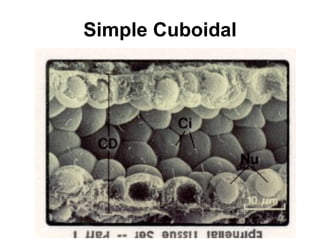 Simple Cuboidal 