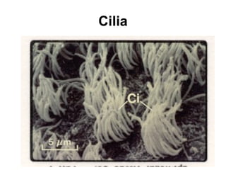 Cilia 