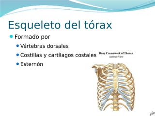 Esqueleto del tórax
Formado por
Vértebras dorsales
Costillas y cartílagos costales
Esternón

 