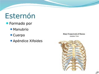 Esternón
Formado por
Manubrio
Cuerpo
Apéndice Xifoides

 
