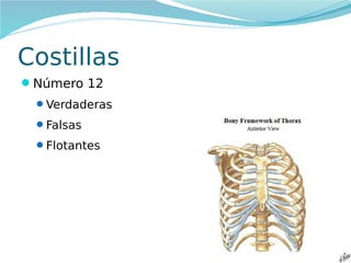 Costillas
Número 12
Verdaderas
Falsas
Flotantes

 
