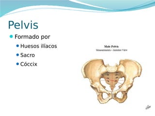 Pelvis
Formado por
Huesos ilíacos
Sacro
Cóccix

 