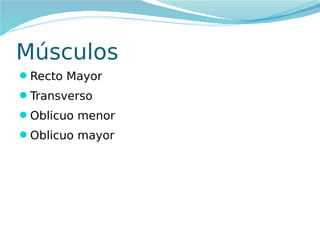 Músculos
Recto Mayor
Transverso
Oblicuo menor
Oblicuo mayor

 