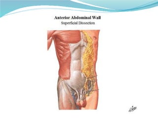 05 torax   pared abdominal
