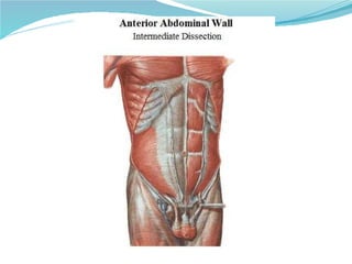 05 torax   pared abdominal