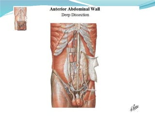 05 torax   pared abdominal