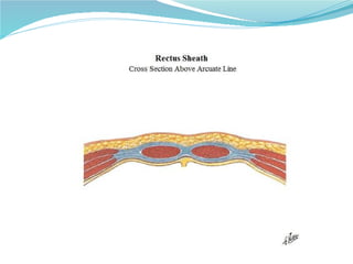 05 torax   pared abdominal