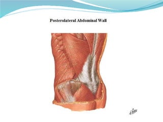 05 torax   pared abdominal