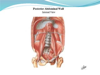 05 torax   pared abdominal