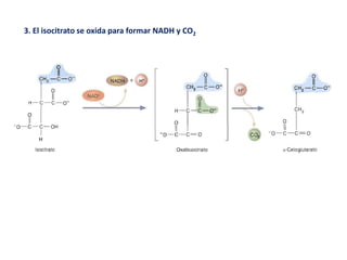 3. El isocitrato se oxida para formar NADH y CO2
 