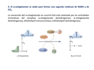 4. El α-cetoglutarato se oxida para formar una segunda molécula de NADH y de
CO2.
La conversión del α-cetoglutarato en succinil-CoA está catalizada por las actividades
enzimáticas del complejo α-cetoglutarato deshidrogenasa: α–cetoglutarato
deshidrogenasa, dihidrolipoil transsuccinilasa y dihidrolipoil deshidrogenasa.
 