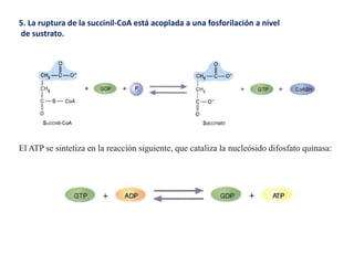 5. La ruptura de la succinil-CoA está acoplada a una fosforilación a nivel
de sustrato.
El ATP se sintetiza en la reacción siguiente, que cataliza la nucleósido difosfato quinasa:
 