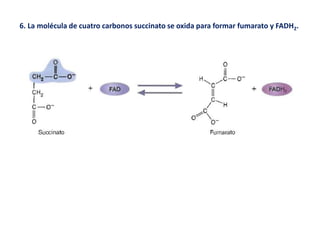 6. La molécula de cuatro carbonos succinato se oxida para formar fumarato y FADH2.
 