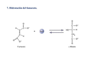 7. Hidratación del fumarato.
 