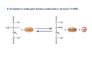 8. El malato se oxida para formar oxalacetato y un tercer NADH.
 