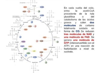 En cada vuelta del ciclo,
entra la acetil-CoA
procedente de la ruta
glucolítica o del
catabolismo de los ácidos
grasos y salen dos
moléculas de carbono
totalmente oxidado en
forma de CO2. Se reducen
tres moléculas de NAD y
una molécula de FAD. Se
genera una molécula de
GTP (interconvertible con el
ATP) en una reacción de
fosforilación a nivel de
sustrato.
 