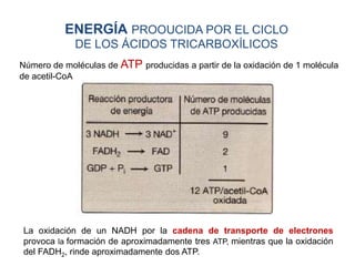 ENERGÍA PROOUCIDA POR EL CICLO
DE LOS ÁCIDOS TRICARBOXÍLICOS
La oxidación de un NADH por la cadena de transporte de electrones
provoca la formación de aproximadamente tres ATP, mientras que la oxidación
del FADH2, rinde aproximadamente dos ATP.
Número de moléculas de ATP producidas a partir de la oxidación de 1 molécula
de acetil-CoA
 