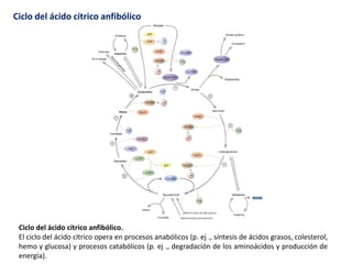 Ciclo del ácido cítrico anfibólico
Ciclo del ácido cítrico anfibólico.
El ciclo del ácido cítrico opera en procesos anabólicos (p. ej ., síntesis de ácidos grasos, colesterol,
hemo y glucosa) y procesos catabólicos (p. ej ., degradación de los aminoácidos y producción de
energía).
 