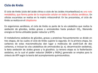 Ciclo de Krebs
El ciclo de Krebs (ciclo del ácido cítrico o ciclo de los ácidos tricarboxílicos) es una ruta
metabólica, que forma parte de la respiración celular en todas las células aeróbicas. En
células eucariotas se realiza en la matriz mitocondrial. En las procariotas, el ciclo de
Krebs se realiza en el citoplasma
En organismos aeróbicos, el ciclo de Krebs es parte de la vía catabólica que realiza la
oxidación de glúcidos, ácidos grasos y aminoácidos hasta producir CO2, liberando
energía en forma utilizable (poder reductor y GTP).
El metabolismo oxidativo de glúcidos, grasas y proteínas frecuentemente se divide en
tres etapas, de las cuales el ciclo de Krebs supone la segunda. En la primera etapa, los
carbonos de estas macromoléculas dan lugar a moléculas de acetil-CoA de dos
carbonos, e incluye las vías catabólicas de aminoácidos (p. ej. desaminación oxidativa),
la beta oxidación de ácidos grasos y la glucólisis. La tercera etapa es la fosforilación
oxidativa, en la cual el poder reductor (NADH y FADH2) generado se emplea para la
síntesis de ATP según la teoría del acomplamiento quimiosmótico.
 