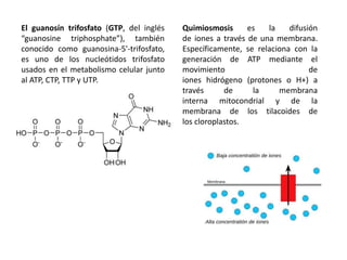 Quimiosmosis es la difusión
de iones a través de una membrana.
Específicamente, se relaciona con la
generación de ATP mediante el
movimiento de
iones hidrógeno (protones o H+) a
través de la membrana
interna mitocondrial y de la
membrana de los tilacoides de
los cloroplastos.
El guanosín trifosfato (GTP, del inglés
“guanosine triphosphate”), también
conocido como guanosina-5'-trifosfato,
es uno de los nucleótidos trifosfato
usados en el metabolismo celular junto
al ATP, CTP, TTP y UTP.
 
