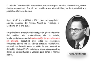 El ciclo de Krebs también proporciona precursores para muchas biomoléculas, como
ciertos aminoácidos. Por ello se considera una vía anfibólica, es decir, catabólica y
anabólica al mismo tiempo.
Hans Adolf Krebs
Hans Adolf Krebs (1900 - 1981) fue un bioquímico
alemán, ganador del Premio Nobel de Fisiología o
Medicina en el año 1953.
Sus principales trabajos de investigación giran alrededor
del análisis del metabolismo de la célula,
fundamentalmente en la trasformación de los nutrientes
en energía. Descubrió que todas las reacciones
conocidas dentro de las células estaban relacionadas
entre sí, nombrando a esta sucesión de reacciones ciclo
del ácido cítrico (1937), más tarde conocido como ciclo
de Krebs. Estos estudios le valieron para ganar el Premio
Nobel.
 