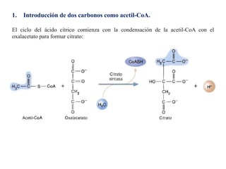 1. Introducción de dos carbonos como acetil-CoA.
El ciclo del ácido cítrico comienza con la condensación de la acetil-CoA con el
oxalacetato para formar citrato:
 