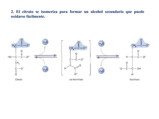 2. El citrato se isomeriza para formar un alcohol secundario que puede
oxidarse fácilmente.
 