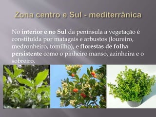 No interior e no Sul da península a vegetação é
constituída por matagais e arbustos (loureiro,
medronheiro, tomilho), e florestas de folha
persistente como o pinheiro manso, azinheira e o
sobreiro.