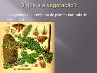 A vegetação é o conjunto de plantas naturais de
certo local.