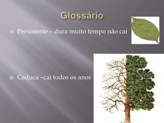  Persistente – dura muito tempo não cai
Caduca –cai todos os anos