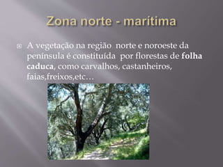 A vegetação na região norte e noroeste da
península é constituída por florestas de folha
caduca, como carvalhos, castanheiros,
faias,freixos,etc…