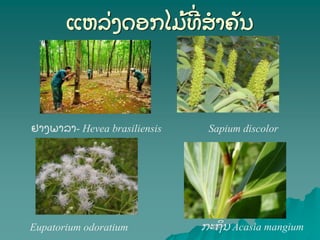 ແຫລ່ ງດອກໄມ້ ທ່ ສາຄັ ນ
ຢາງພາລາ- Hevea brasiliensis
Eupatorium odoratium ກະຖນ Acasia mangium
Sapium discolor
 