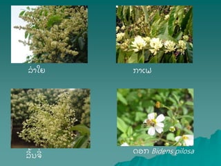 ລາໃຍ ກາເຟ
ລ້ ນຈ່ ດອກ Bidens pilosa
 