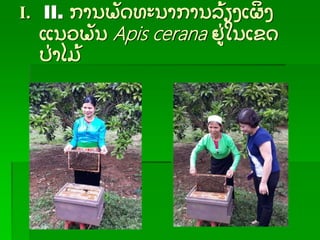 I. II. ການພັ ດທະນາການລ້ ຽງເຜ້ ງ
ແນວພັ ນ Apis cerana ຢ່ ໃນເຂດ
ປ່ າໄມ້
 