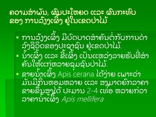 ຄວາມສາພັ ນ, ຜນປະໂຫຍດ ແລະ ຜນກະທບ
ຂອງ ການລ້ ຽງເຜ້ ງ ຢ່ ໃນເຂດປ່ າໄມ້
 ການລ້ ຽງເຜ້ ງ ມບດບາດສາຄັ ນຕ່ ກັ ບການດາ
ລງຊວດຂອງປະຊາຊນ ຢ່ ເຂດປ່ າໄມ້ .
 ນ້ າເຜ້ ງ ແລະ ຂ້ ເຜ້ ງ ເປັ ນແຫລ່ ງລາຍຮັ ບທ່ ສາ
ຄັ ນໃຫ້ ແກ່ ຫລາຍຊຸ ມຊນປ່ າໄມ້ .
 ຂາຍນ້ າເຜ້ ງ Apis cerana ໄດ້ ງ່ າຍ ເພາະວ່ າ
ມັ ນມກ່ ນຫອມຫລາຍ ແລະ ສາມາດຍກລາຄາ
ຂາຍຂ້ ນສງໄດ້ ປະມານ 2-4 ເທ່ ອ ຫລາຍກ່ ວາ
ລາຄານ້ າເຜ້ ງ Apis mellifera
 