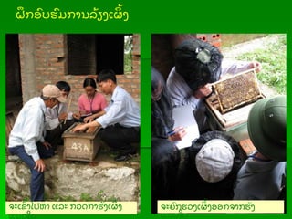 ຝກອບຮມການລ້ ຽງເຜ້ ງ
ຈະເຂ້ າໄປຫາ ແລະ ກວດກາຮັ ງເຜ້ ງ
ແນວໃດ
ຈະຍກຮວງເຜ້ ງອອກຈາກຮັ ງ
ແນວໃດ
 