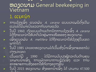 ້ ່
ຫວຽດນາມ General beekeeping in
Vietnam
1. ແນະນາ
► ການລ້ ຽງເຜ້ ງ ແນວພັ ນ A. cerana ແບບປະເພນດັ້ ງເດມ
ແມ່ ນໄດ້ ມມາເປັ ນເວລາກນນານແລ້ ວ.
► ໃນປ 1960, ຕວແບບດ້ ານເຕັ ກນກການລ້ ຽງເຜ້ ງ A. cerana
ໄດ້ ຖກແນະນາໃຫ້ ປະຕບັ ດຢ່ ພາກເໜອຂອງ ຫວຽດນາມ.
► ເຜ້ ງແນວພັ ນ A. mellifera ໄດ້ ຖກແນະນາໃຫ້ ລ້ ຽງຢ່ ໃນເຂດ
ພາກໃຕ້ .
► ໃນປ 1985 ປະເທດຫວຽດນາມໄດ້ ເລ້ ມສ່ ງນ້ າເຜ້ ງຂາຍອອກໄປ
ຕ່ າງປະເທດ
► ເລ້ ມແຕ່ ປ 1990 ໄດ້ ມການປັ ບປຸ ງຍກລະດັ ບດ້ ານຄຸ ນ
ນະພາບນ້ າເຜ້ ງ, ການພັ ດທະນາການລ້ ຽງເຜ້ ງ ແລະ ການ
ຂະຫຍາຍການສ່ ງອອກໃຫ້ ກ້ ວາງຂວາງຂ້ ນ
► ໃນປ 2015 ຫວຽດນາມ ສ່ ງອອກນ້ າເຜ້ ງ ໄດ້ ປະມານ 47,500
 