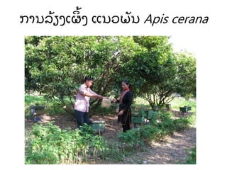 ການລ້ ຽງເຜ້ ງ ແນວພັ ນ Apis cerana
 